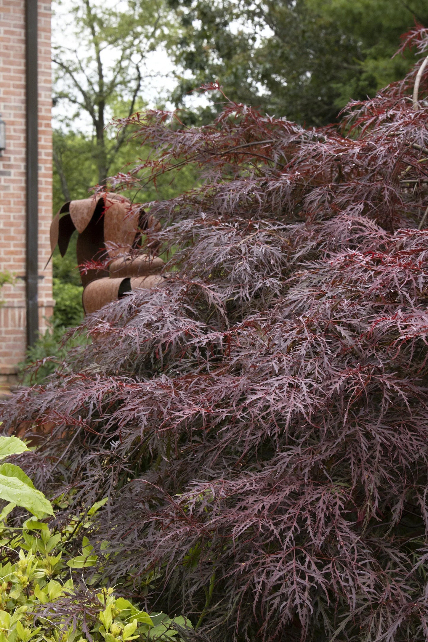 CRIMSON QUEEN JAPANESE MAPLE TREE 5gal
