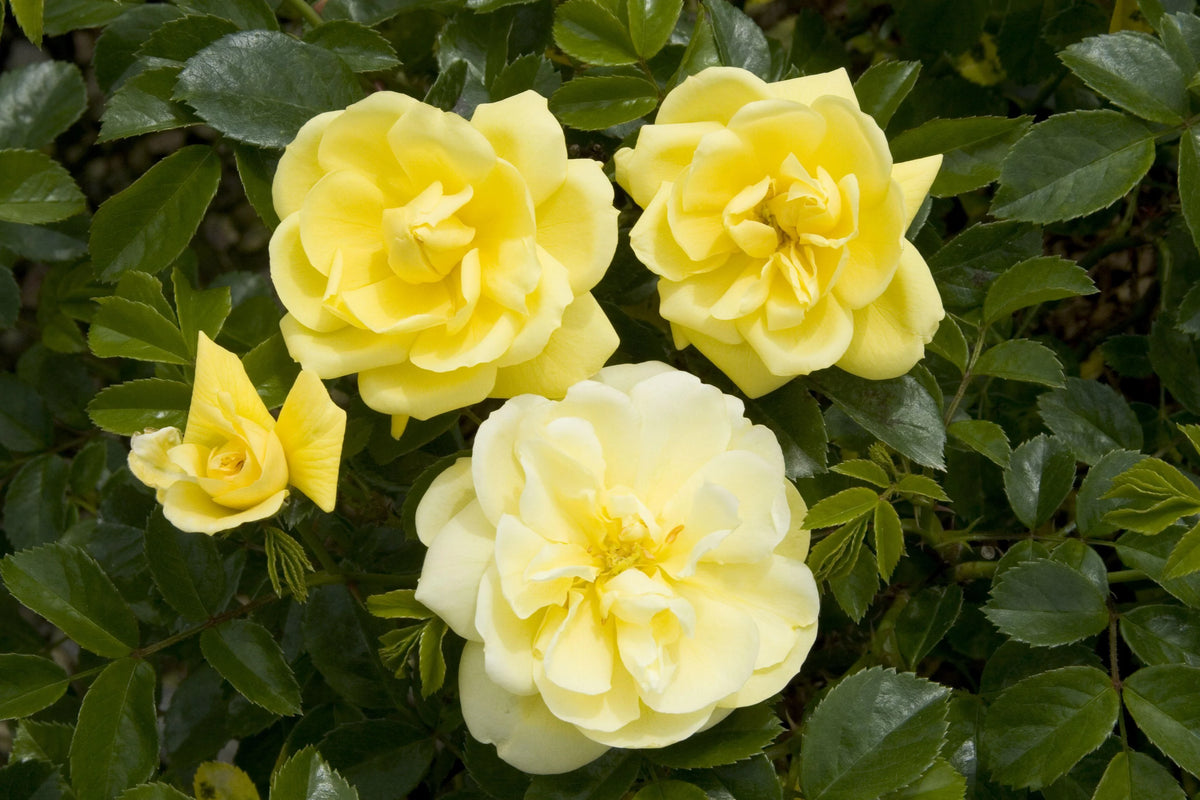 YELLOW CARPET ROSE 2gal