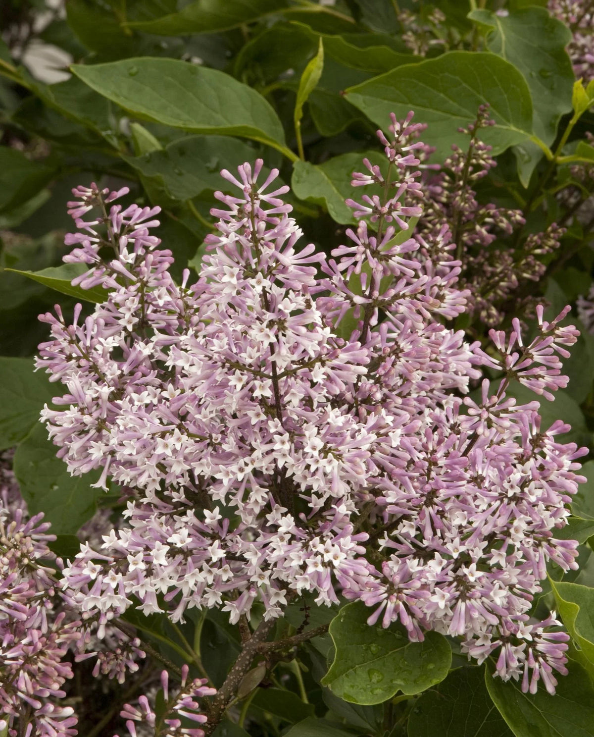 MISS KIM LILAC 2gal