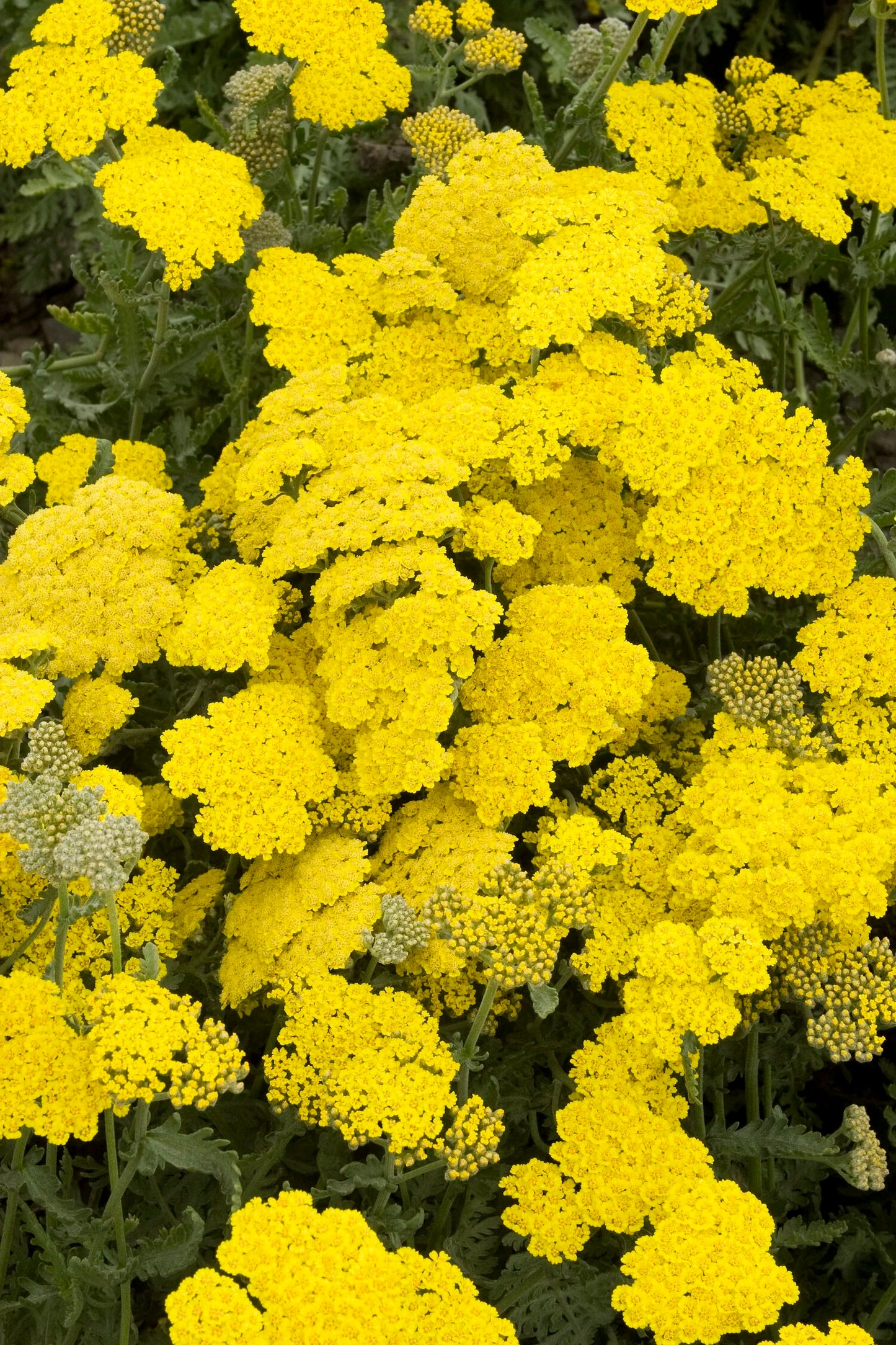 MOONSHINE YARROW 1gal