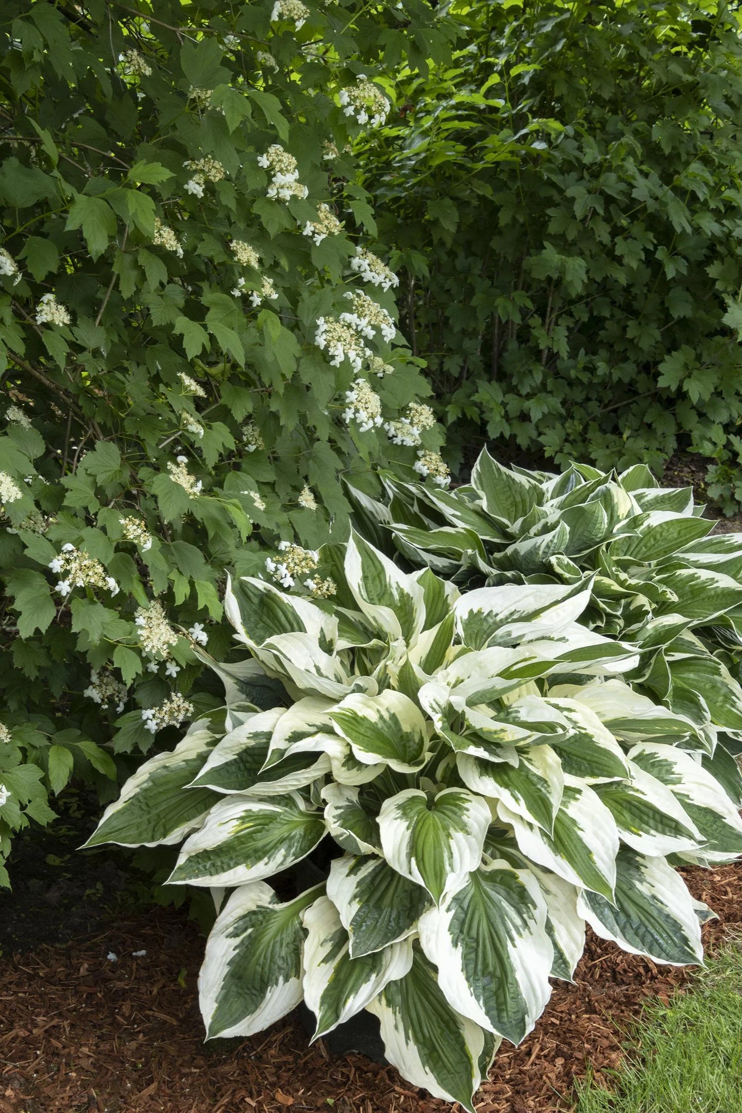 PATRIOT HOSTA 1gal