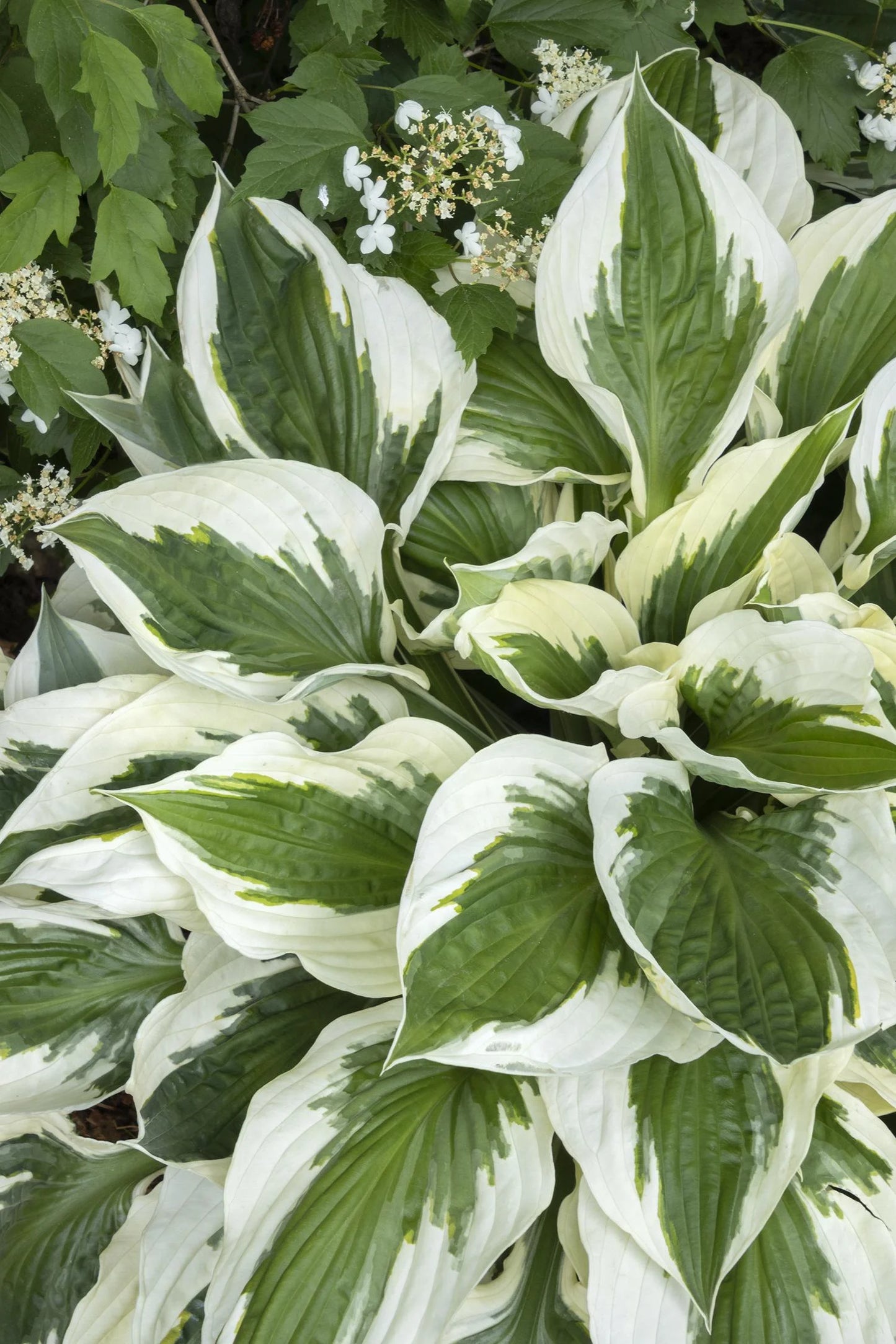PATRIOT HOSTA 1gal