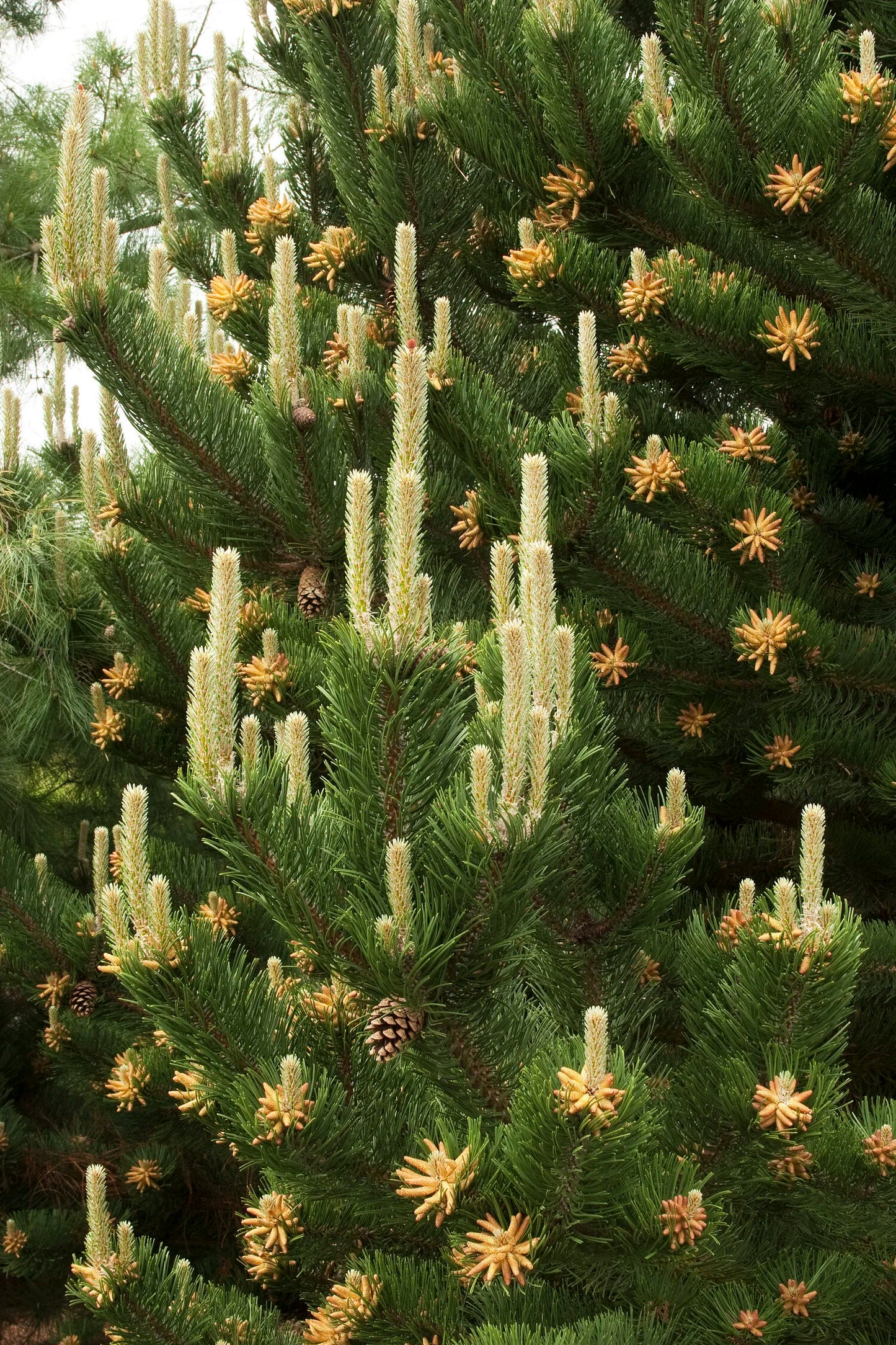 AUSTRIAN PINE TREE 10gal