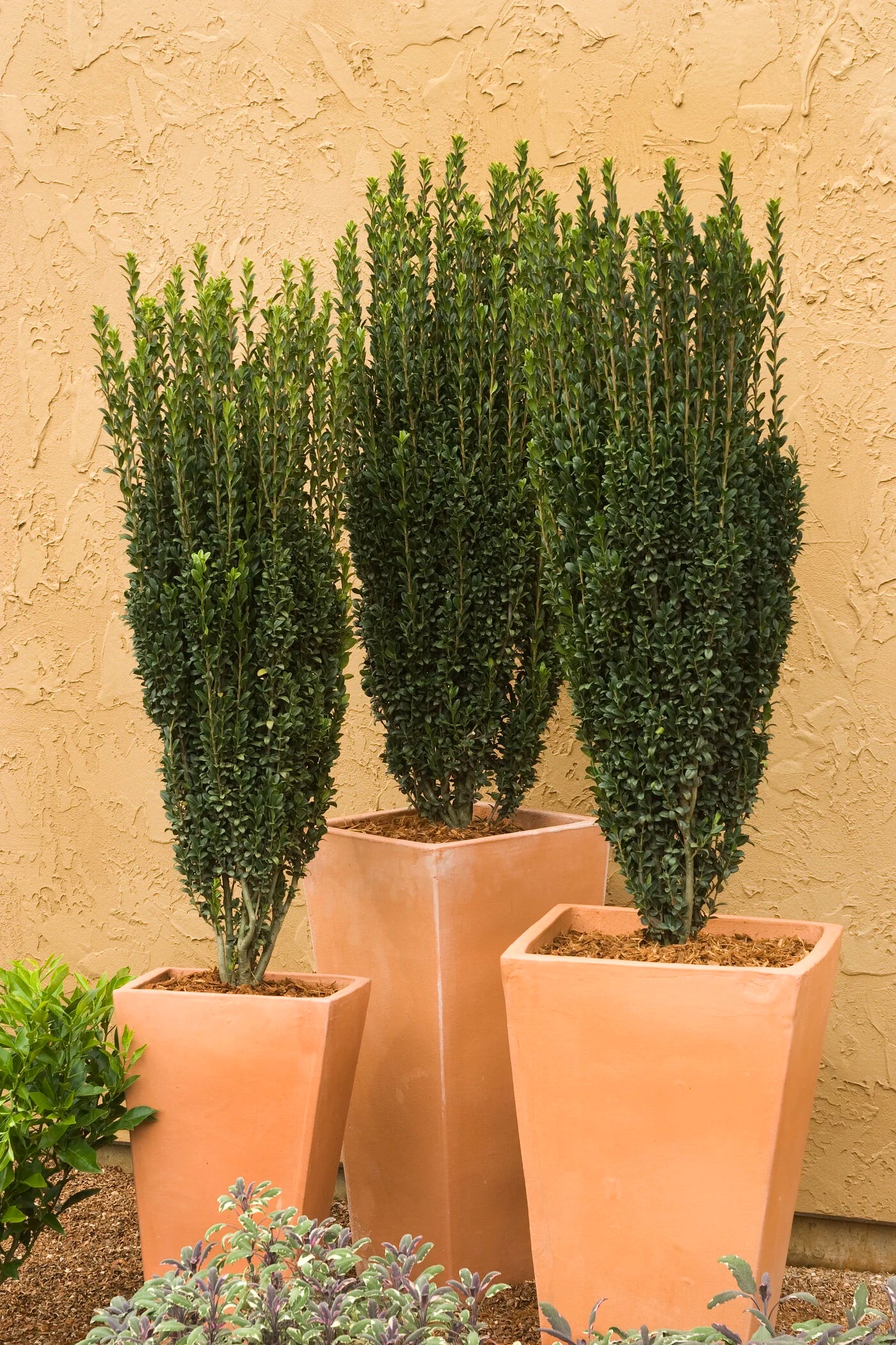 SKY PENCIL HOLLY 1gal