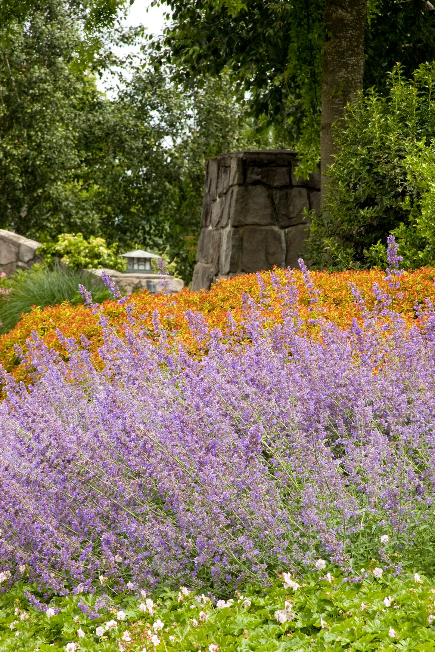WALKER'S LOW CATMINT 1gal