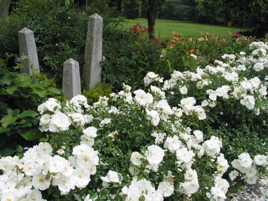 WHITE CARPET ROSE 2gal