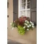 SUN PARASOL WHITE MANDEVILLA 2gal