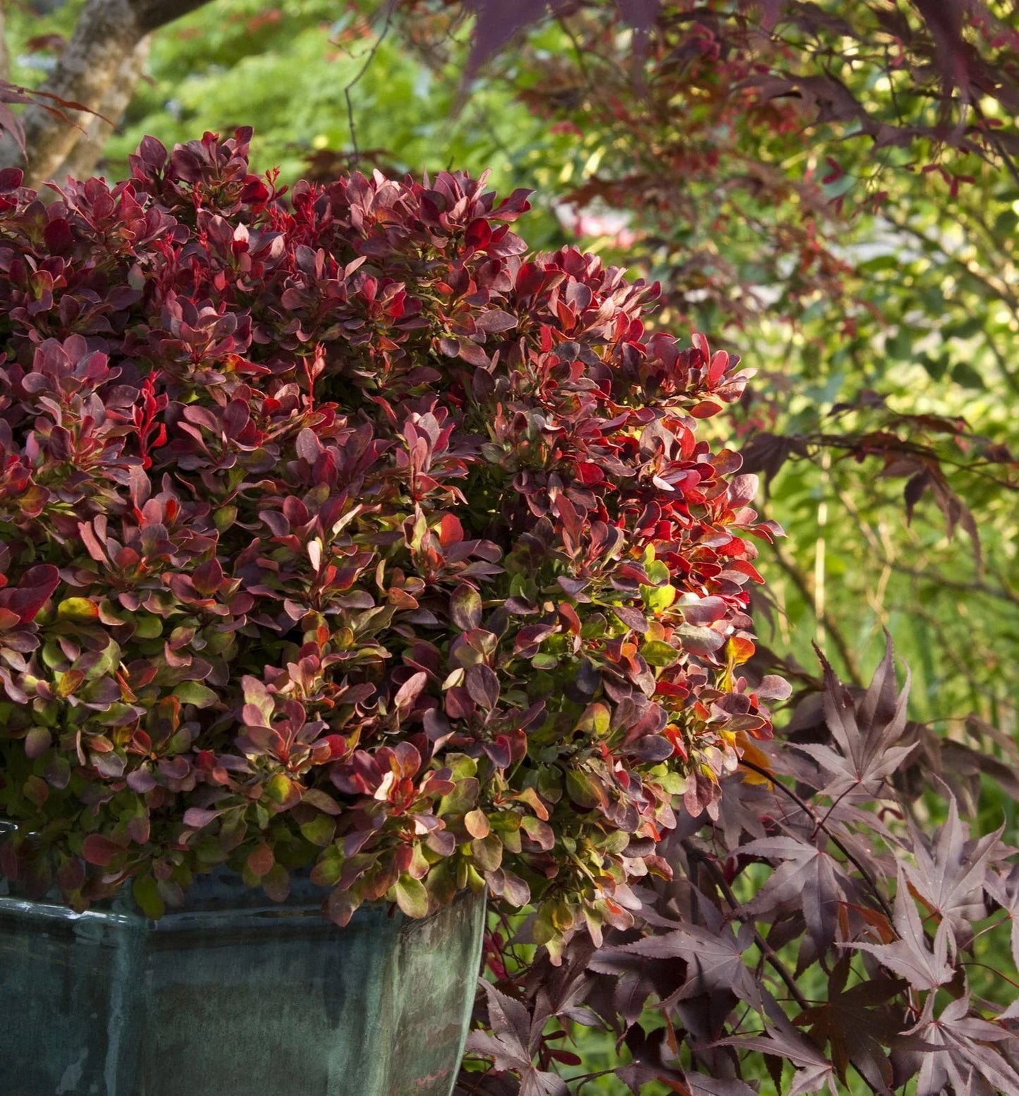 GOLDEN RUBY BARBERRY 2gal
