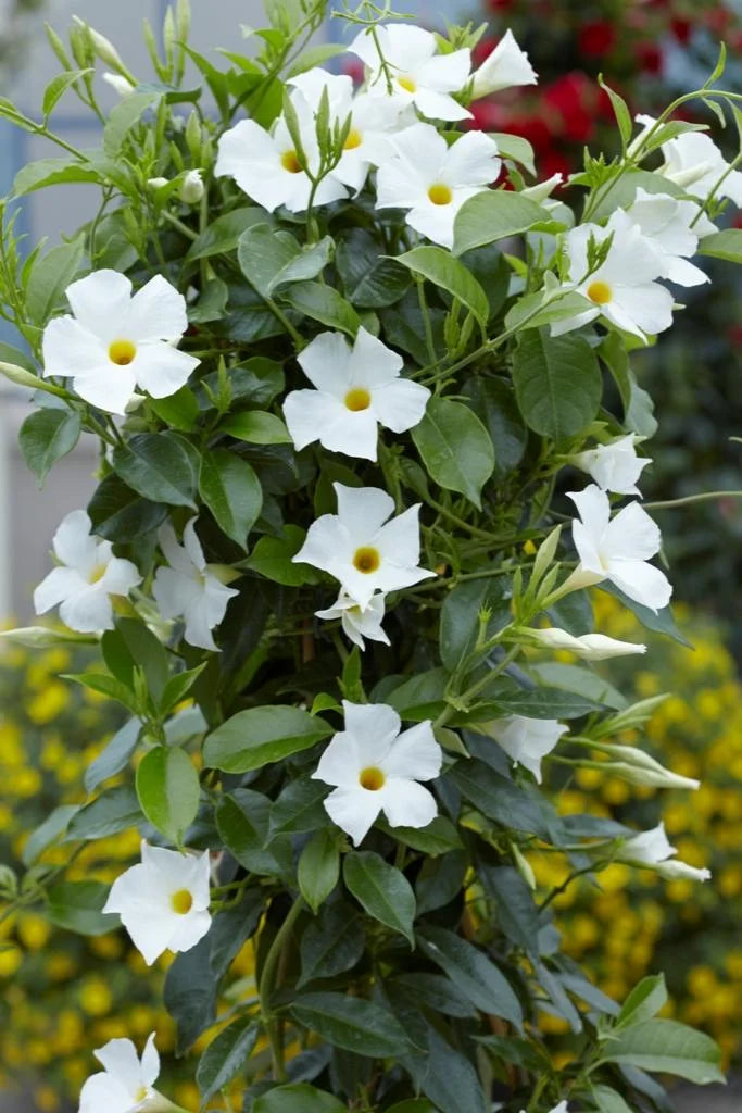 SUN PARASOL WHITE MANDEVILLA 2gal