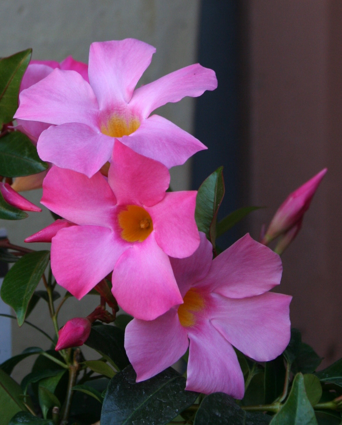 SUN PARASOL PINK MANDEVILLA 1gal