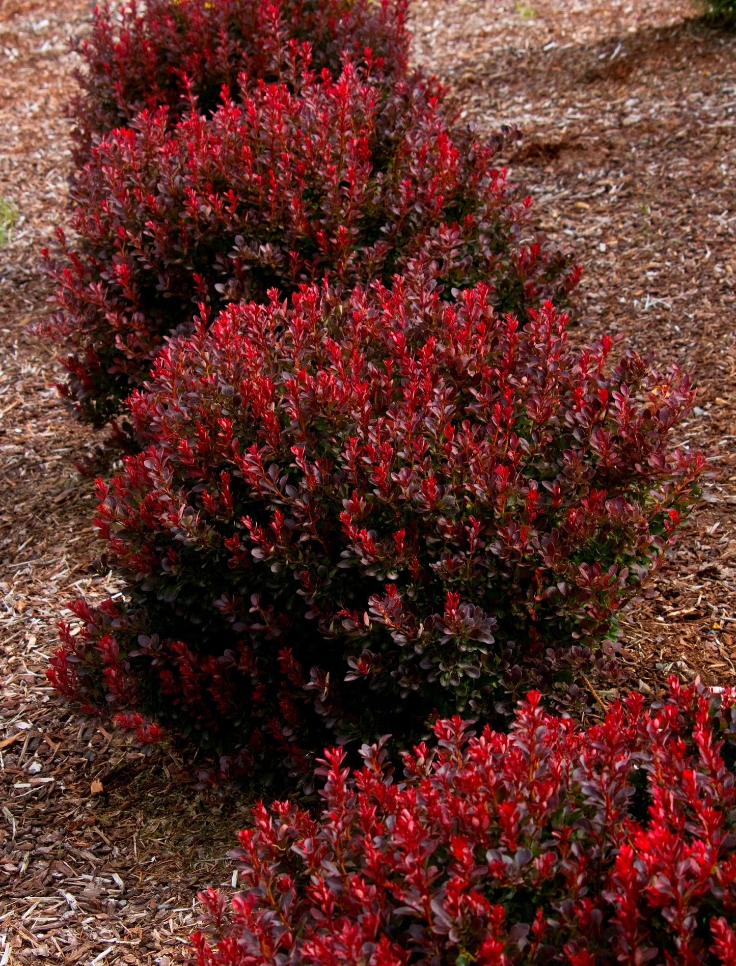 PYGMY RUBY BARBERRY 2gal