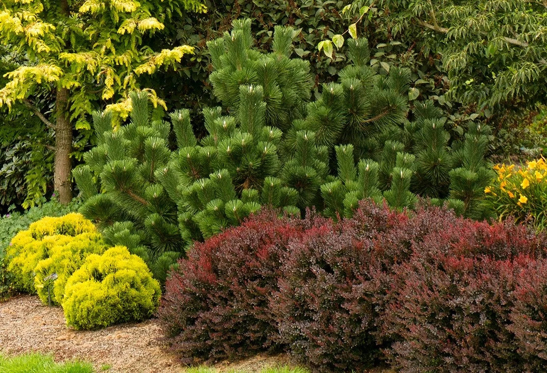 PYGMY RUBY BARBERRY 2gal