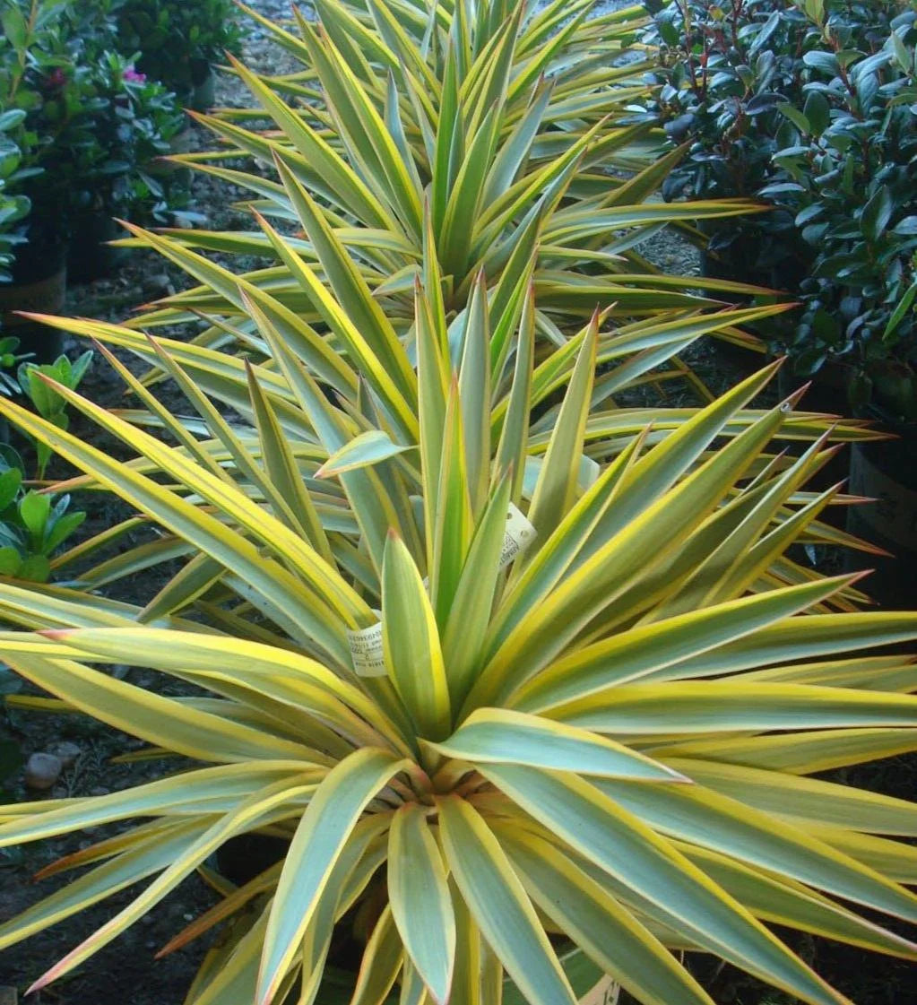 BRIGHT STAR YUCCA 2gal