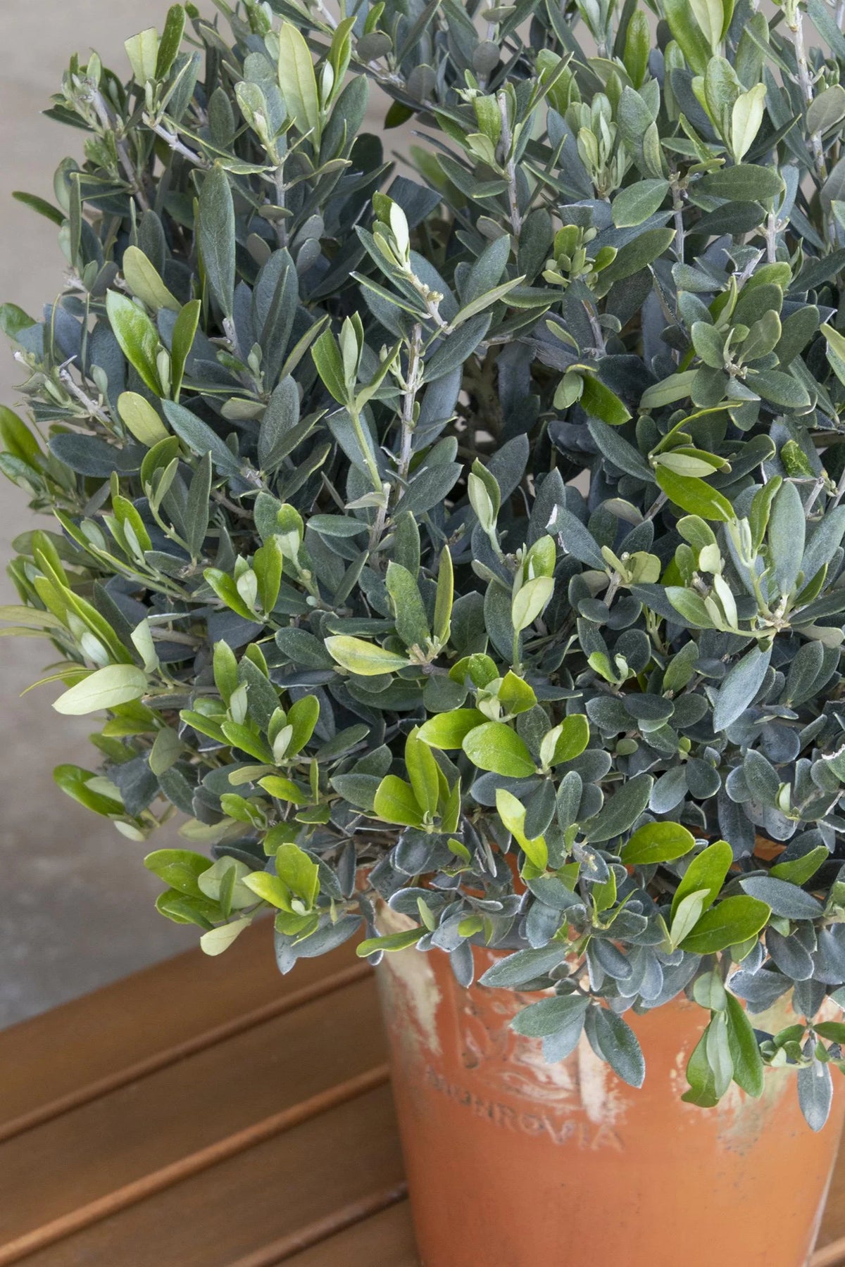 OLIVE TOPIARY TREE 4in