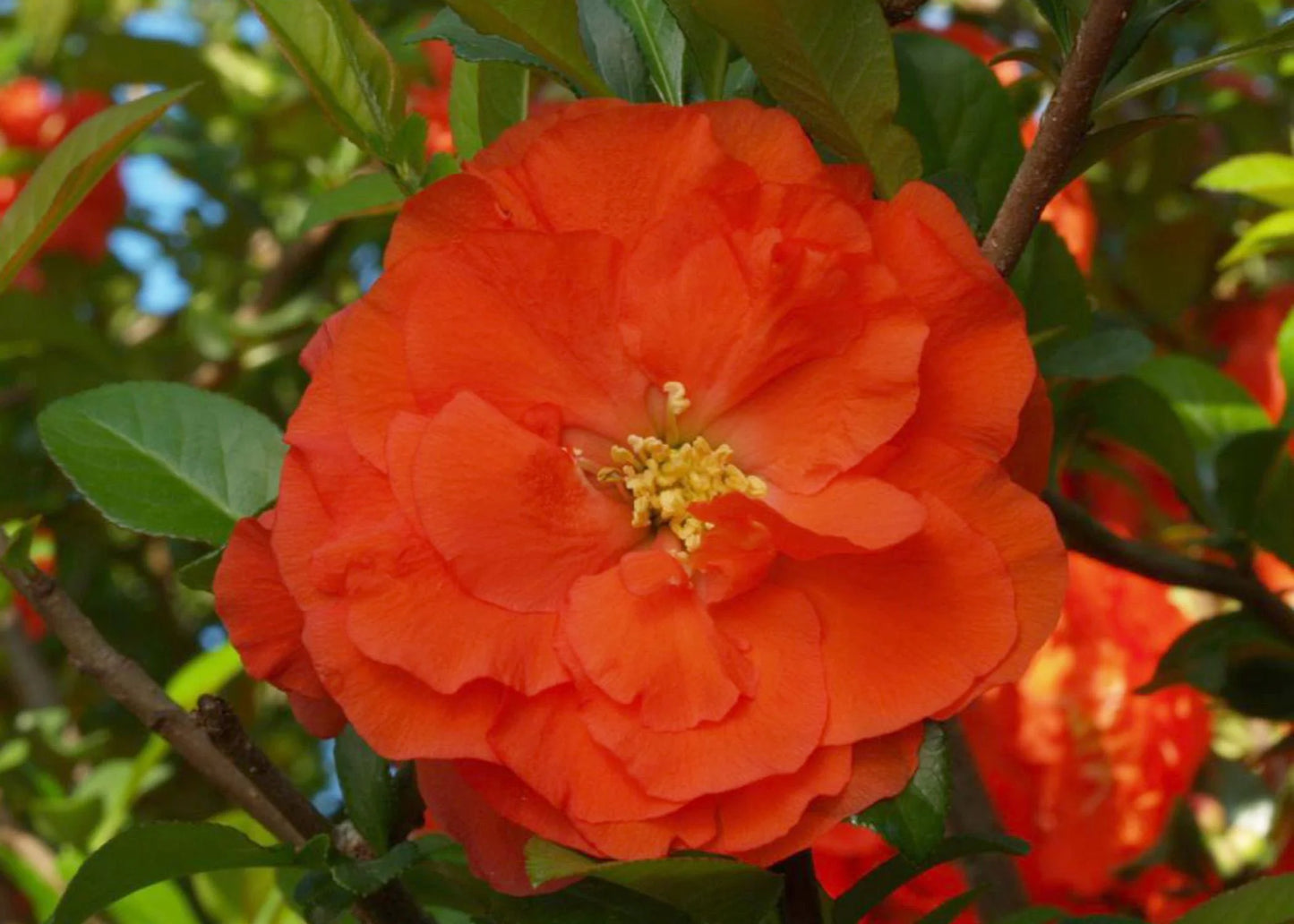 DOUBLE TAKE ORANGE FLOWERING QUINCE 2gal