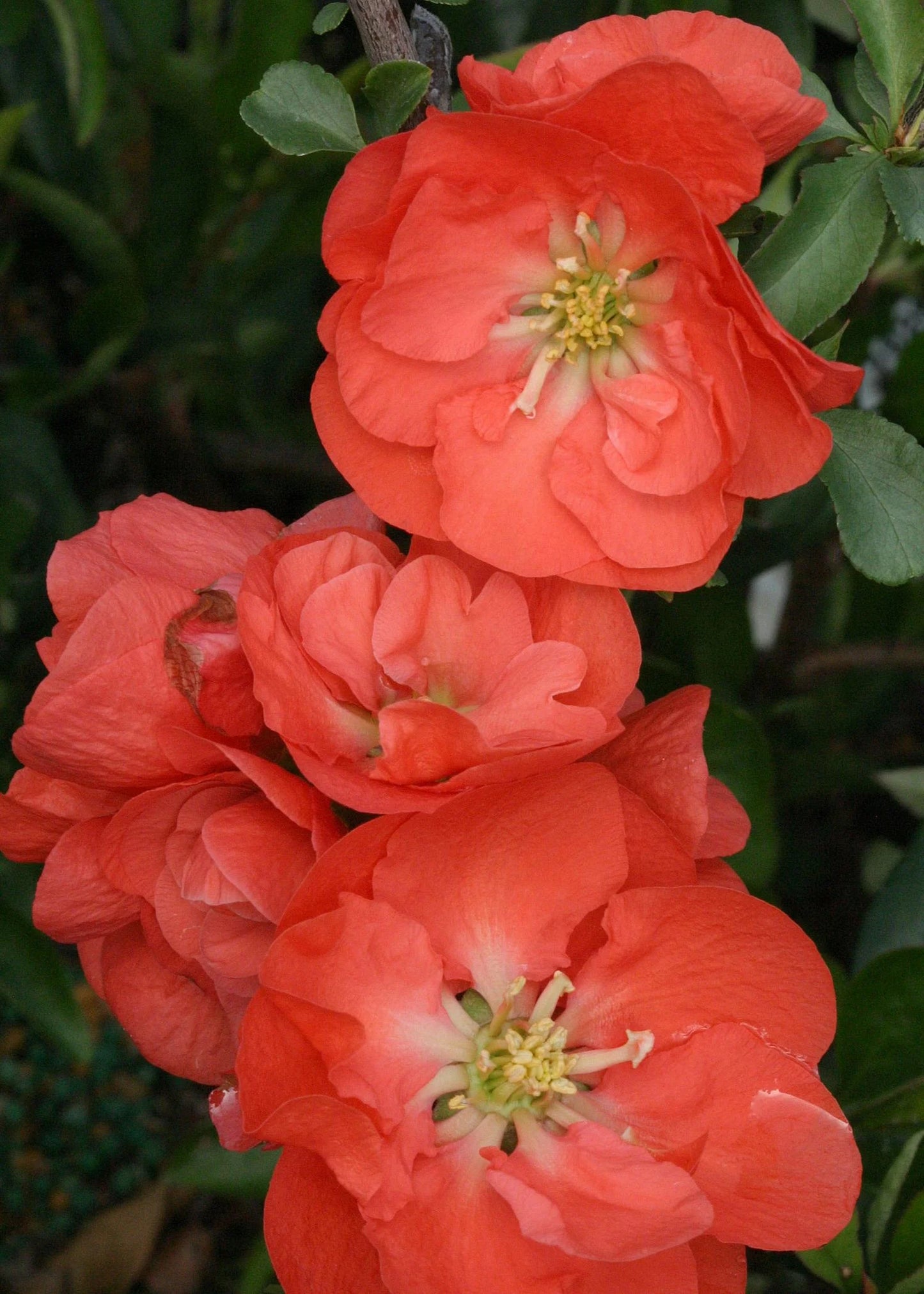 DOUBLE TAKE ORANGE FLOWERING QUINCE 2gal