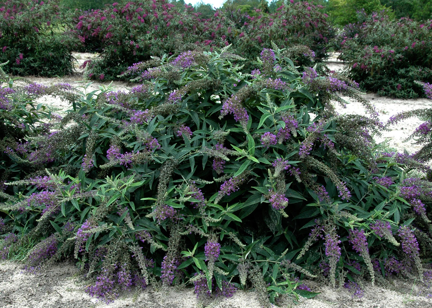 LO & BEHOLD BUTTERFLY BUSH PURPLE HAZE 2gal
