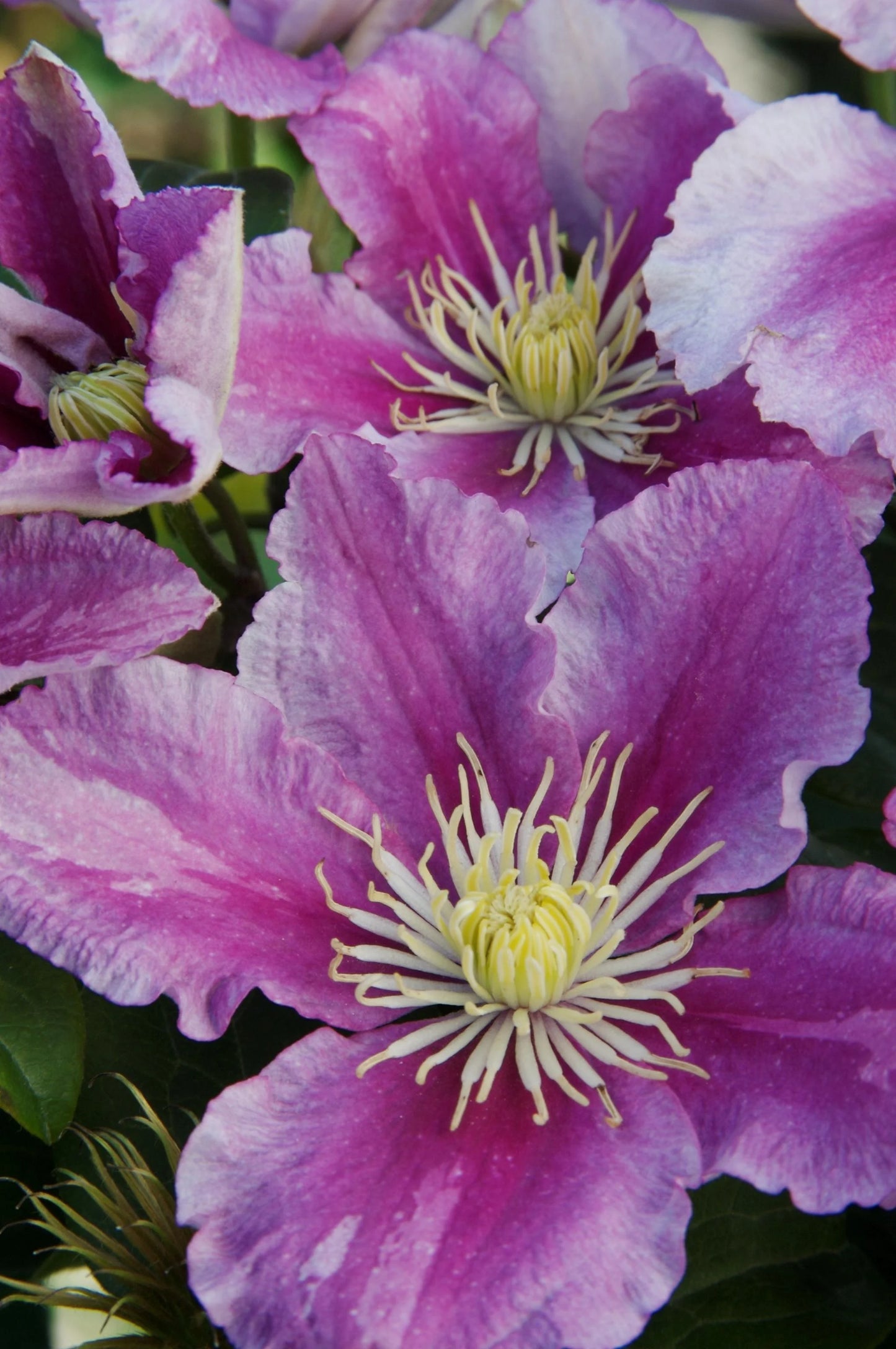 PIILU CLEMATIS 2gal