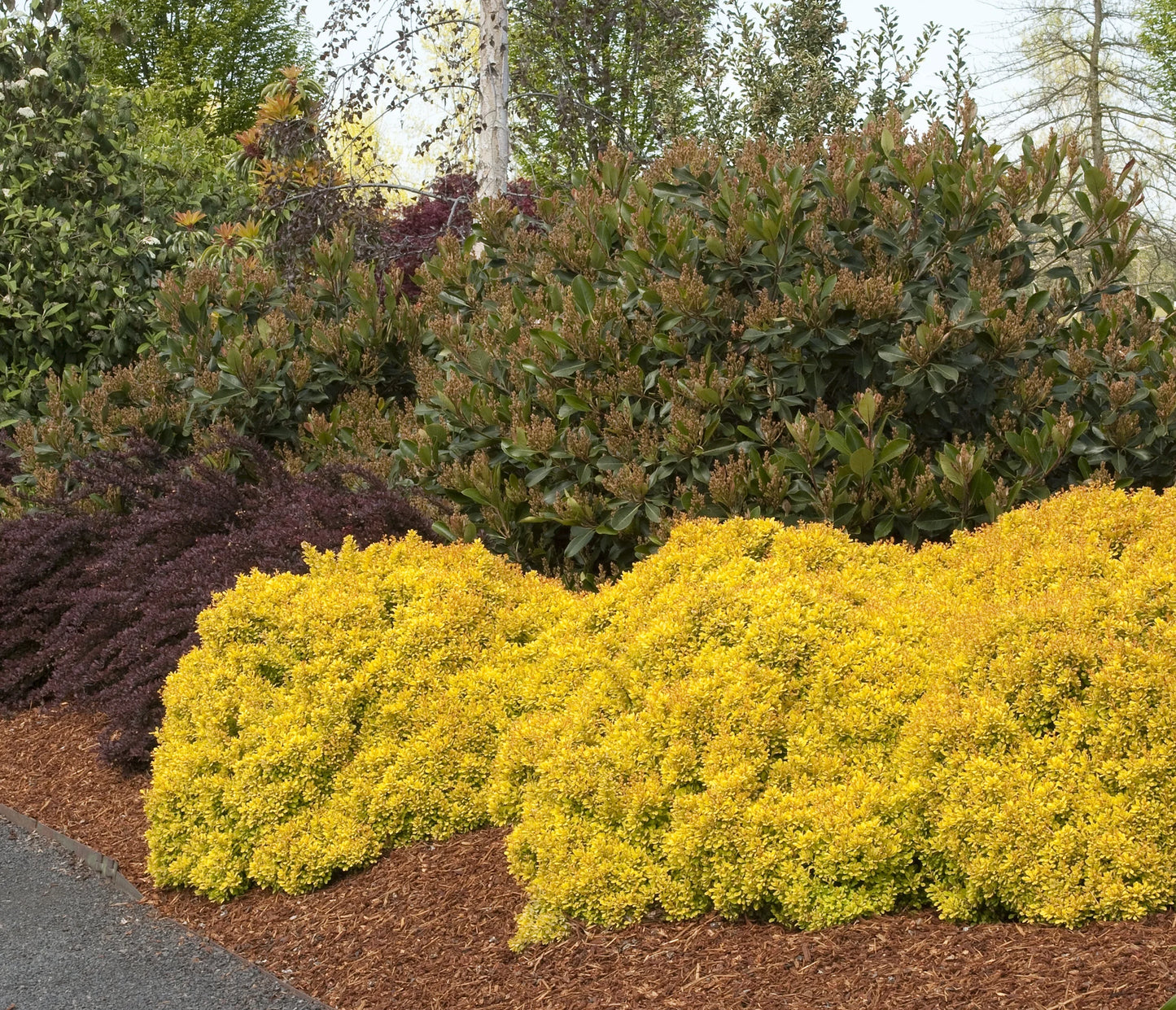 GOLDEN NUGGET BARBERRY 2gal