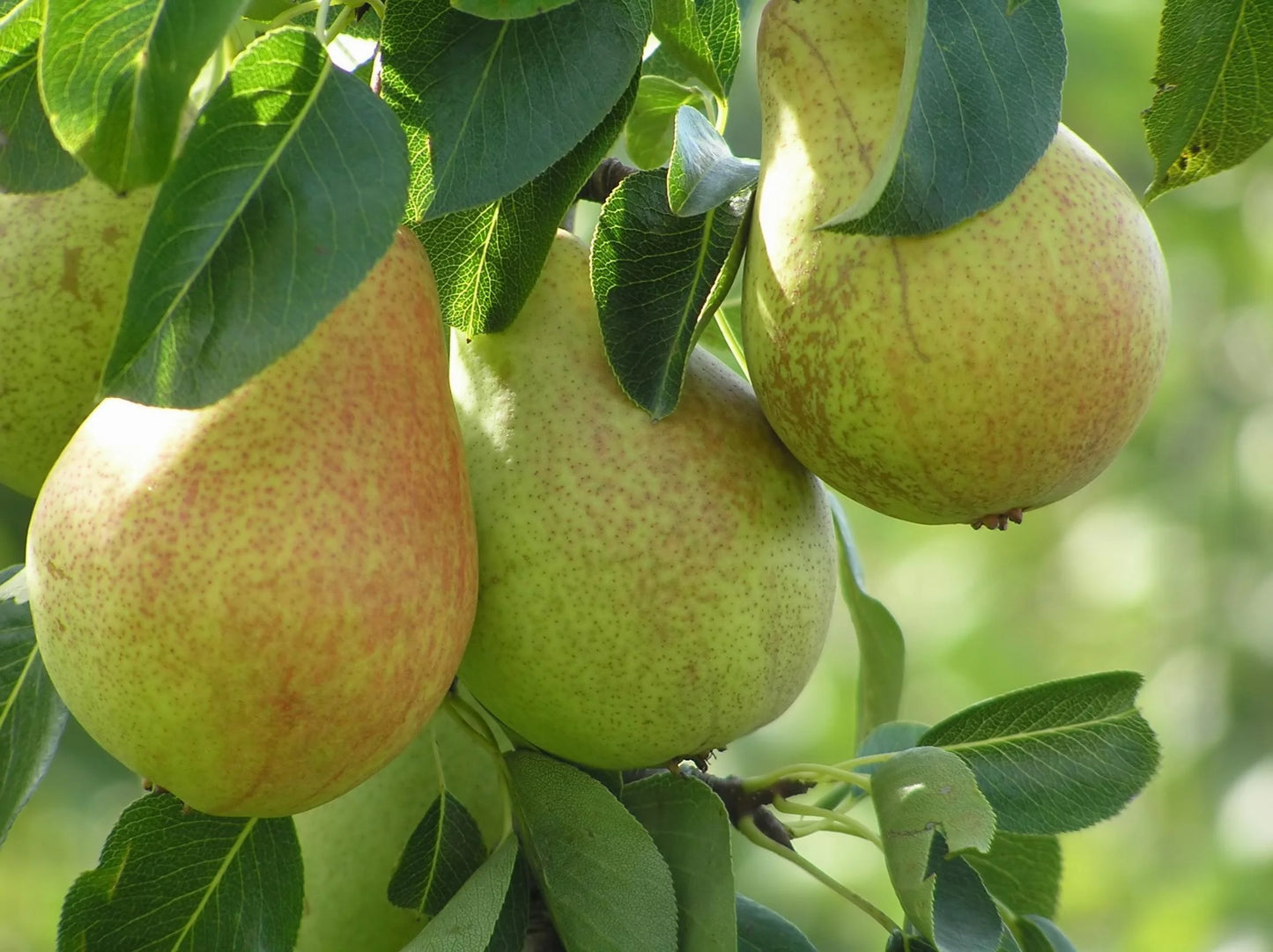 COMICE PEAR TREE 7gal