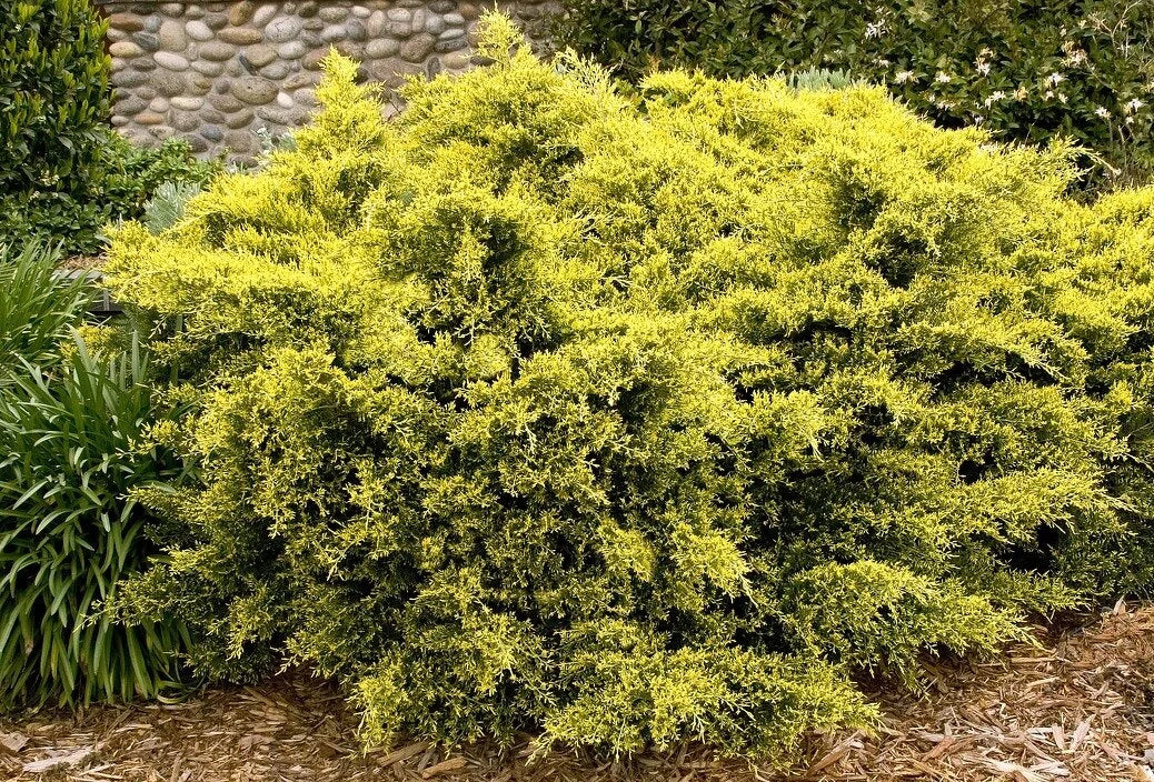 SEA OF GOLD JUNIPER 2gal