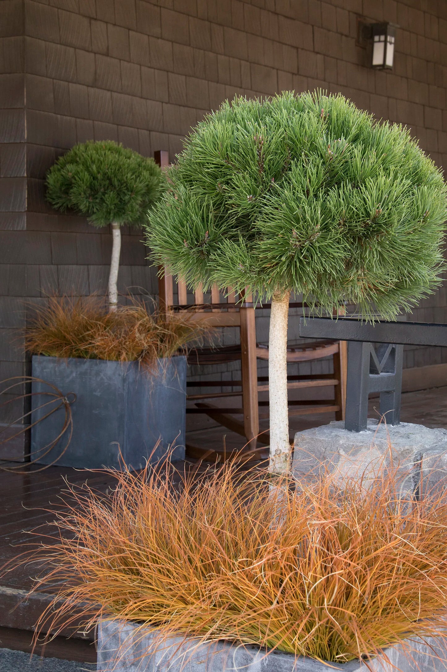 PUMILIO MUGHO PINE 5gal