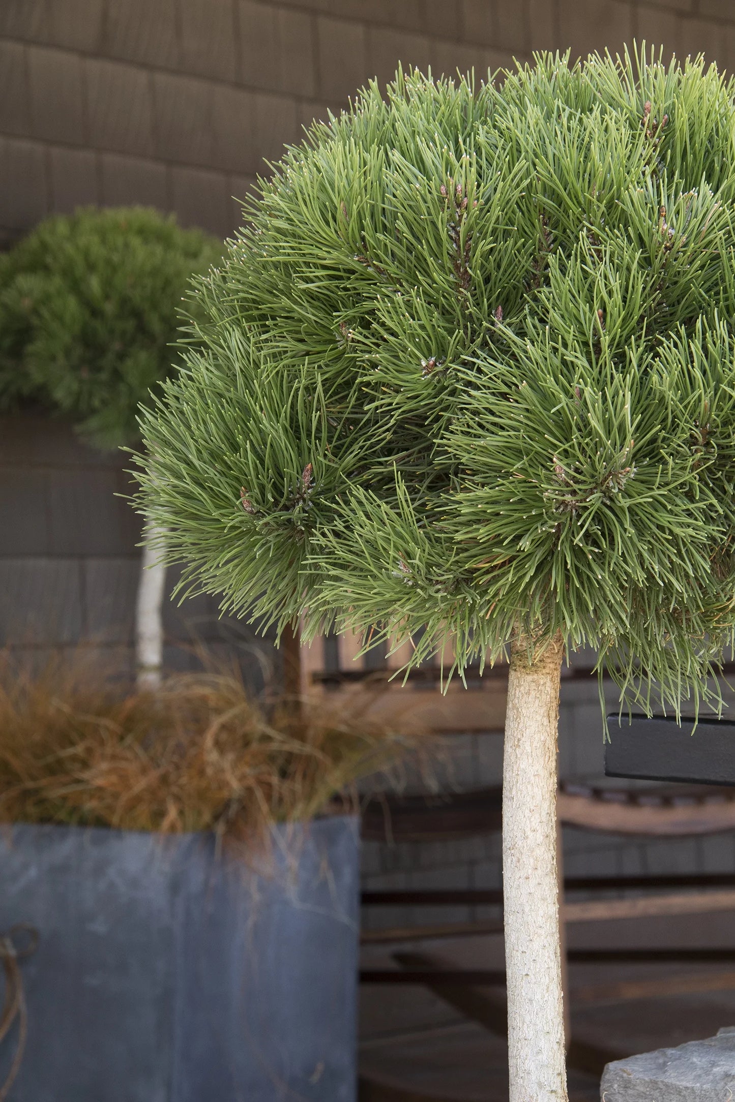 PUMILIO MUGHO PINE 5gal