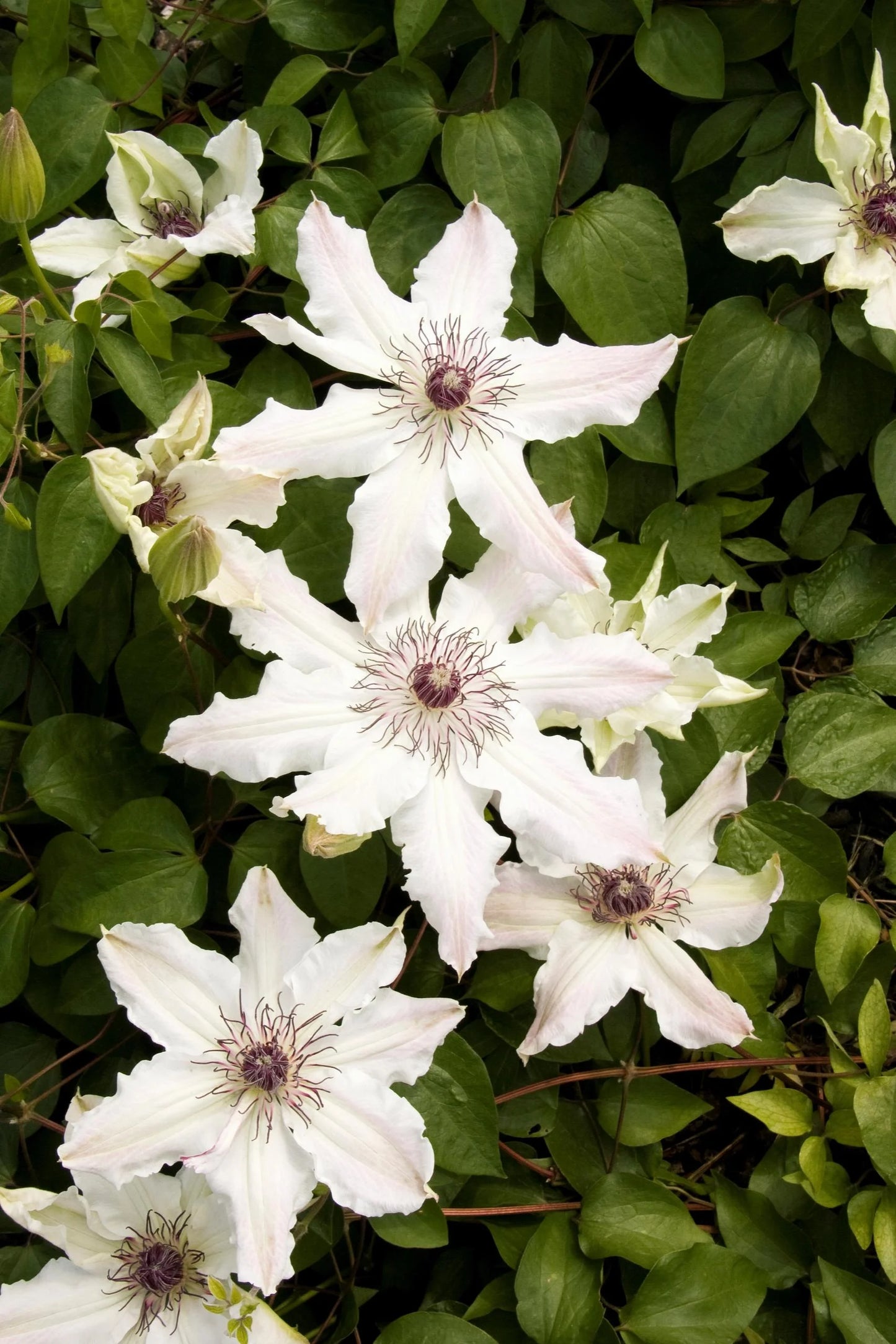 VANCOUVER FRAGRANT STAR CLEMATIS 2gal