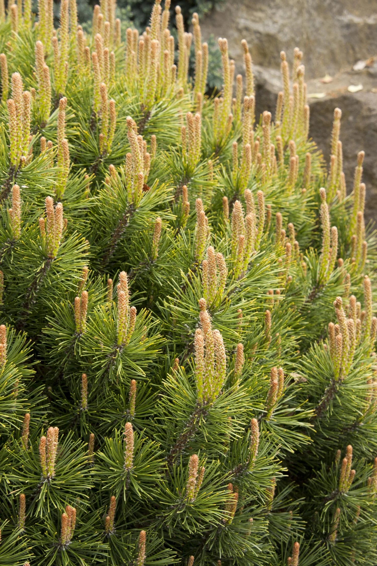 PUMILIO MUGHO PINE 5gal