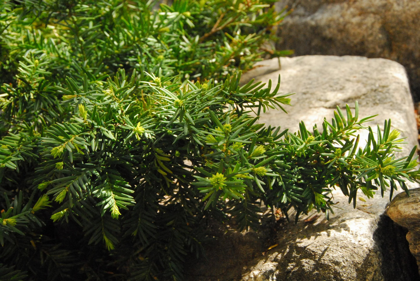 DENSE SPREADING YEW 2gal