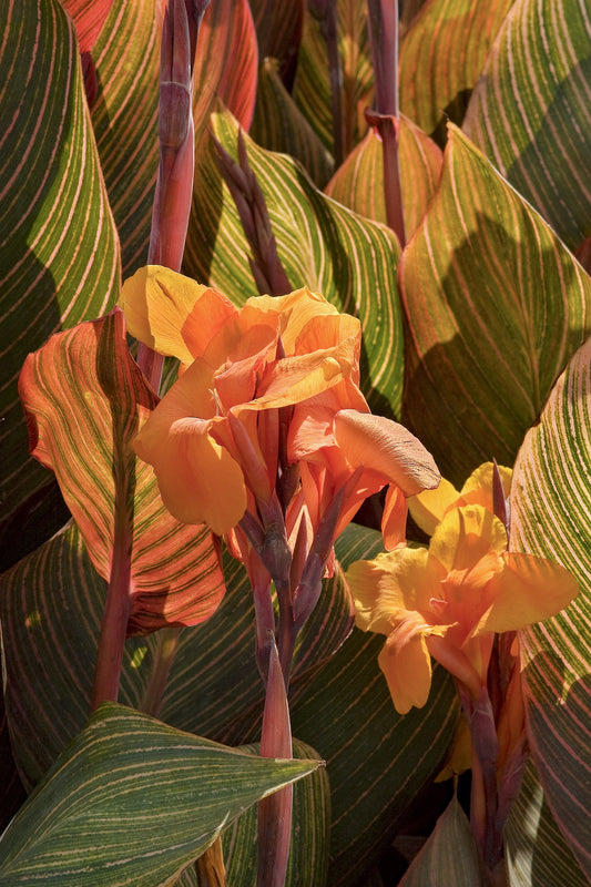 TROPICANNA CANNA LILY 2gal