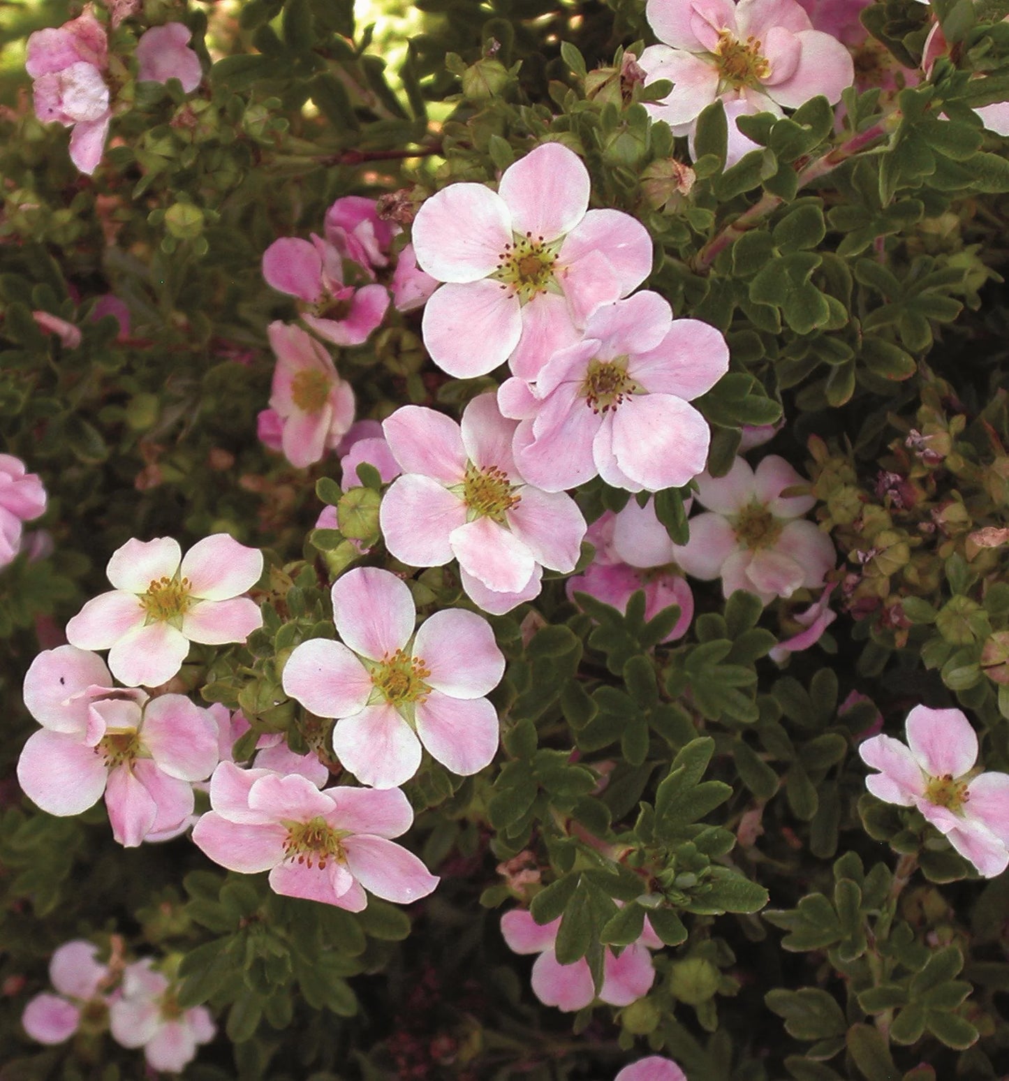 PINK BEAUTY POTENTILLA 2gal