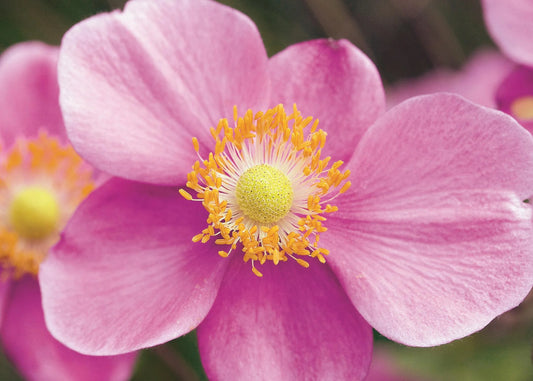 SEPTEMBER CHARM JAPANESE ANEMONE  1gal