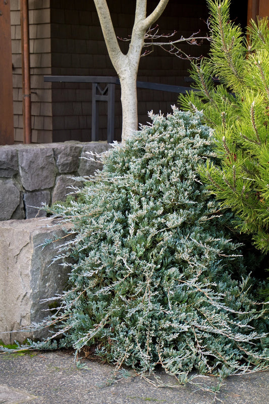 BLUE RUG JUNIPER 1gal