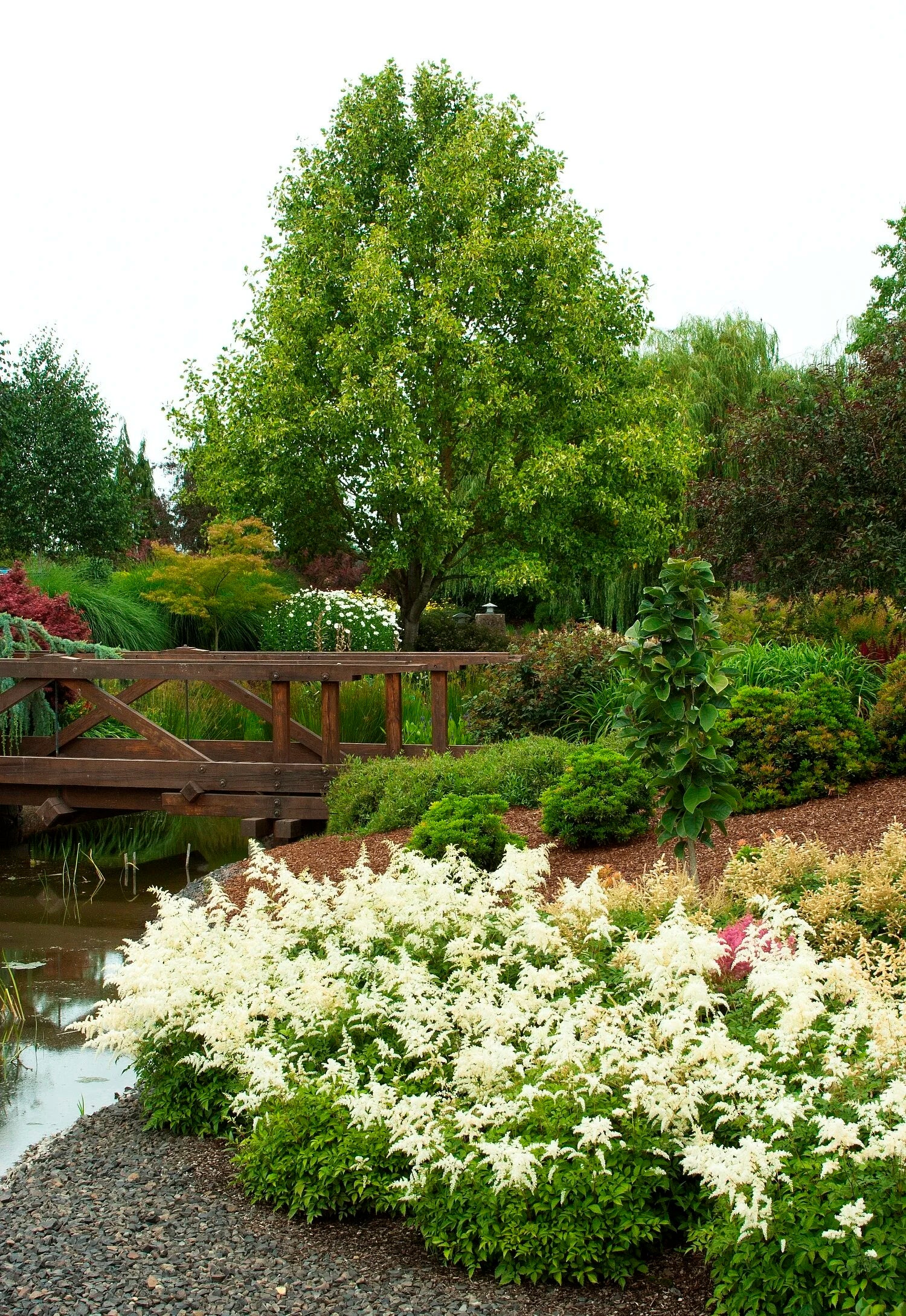 Watters Garden Center Astilbe Deutschland