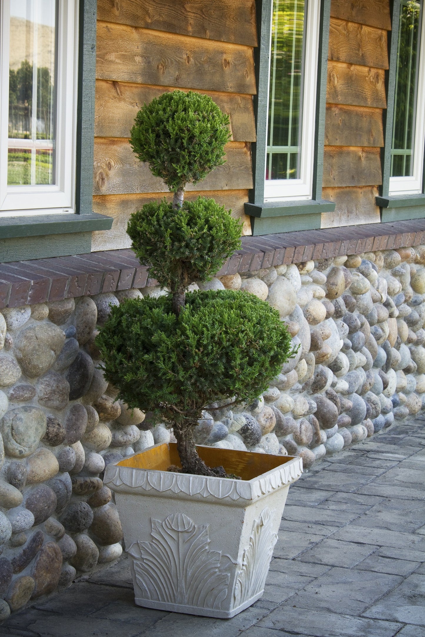 SAN JOSE JUNIPER TOPIARY 2gal