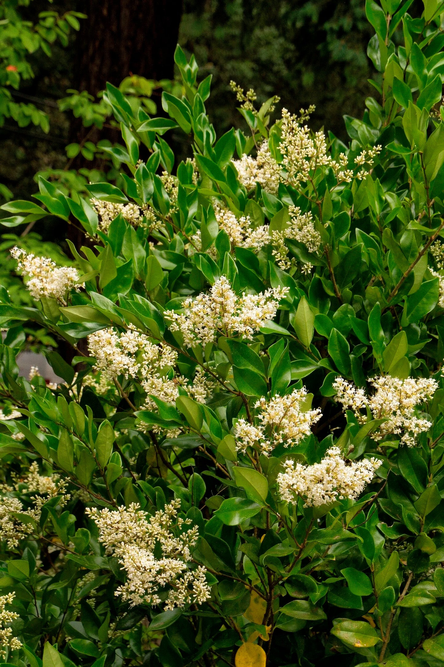 WAX LEAF PRIVET 5gal
