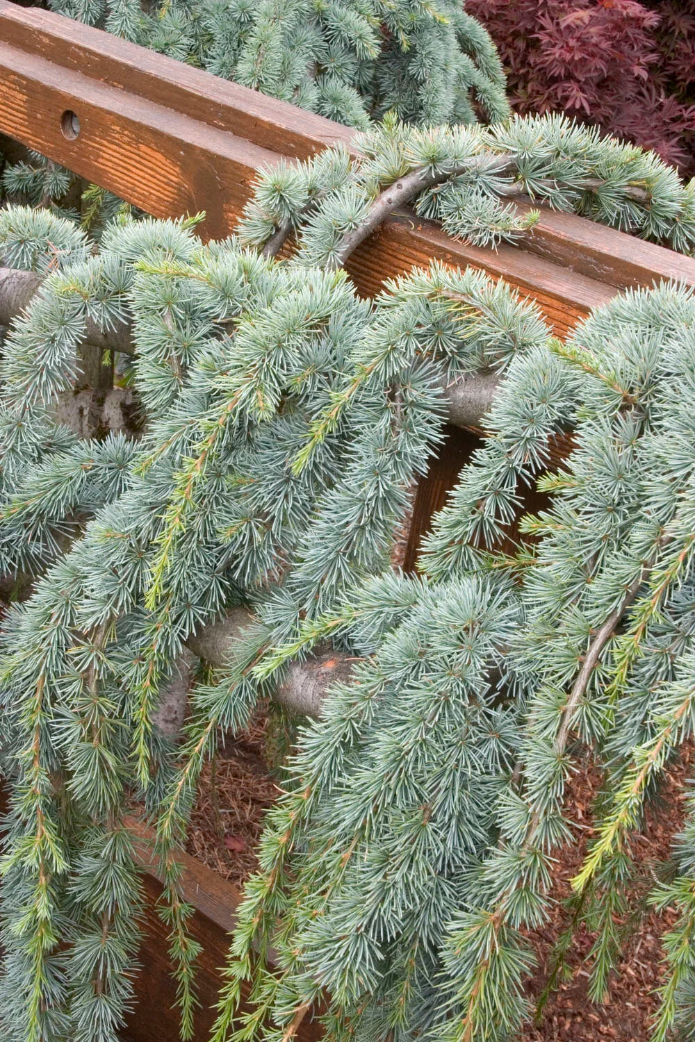 WEEPING ATLAS CEDAR TREE 7gal