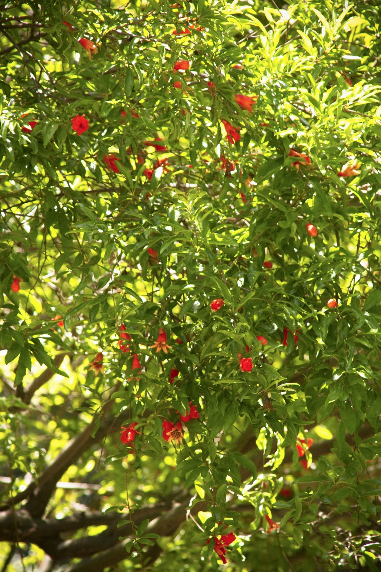 ANGEL RED POMEGRANATE 2gal