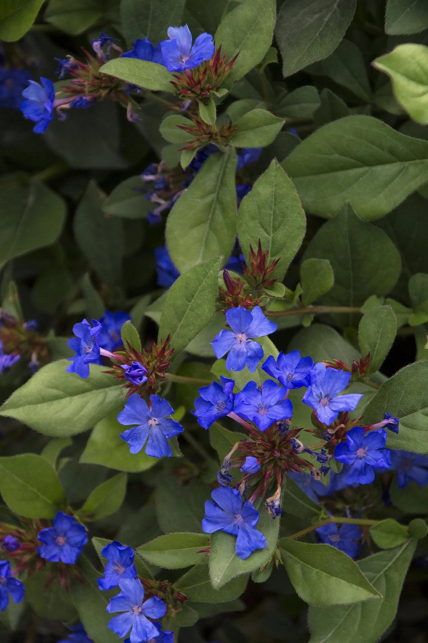 DWARF PLUMBAGO 1gal