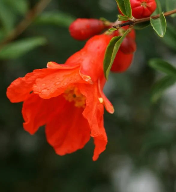 ANGEL RED POMEGRANATE 2gal