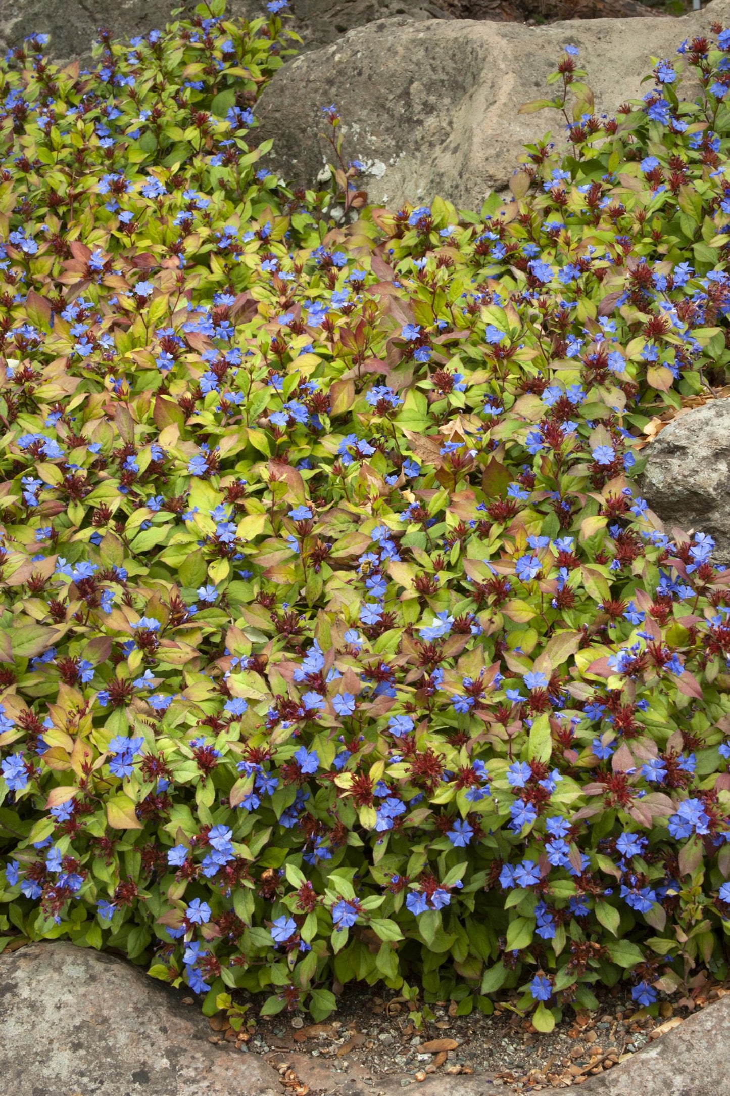 DWARF PLUMBAGO 1gal