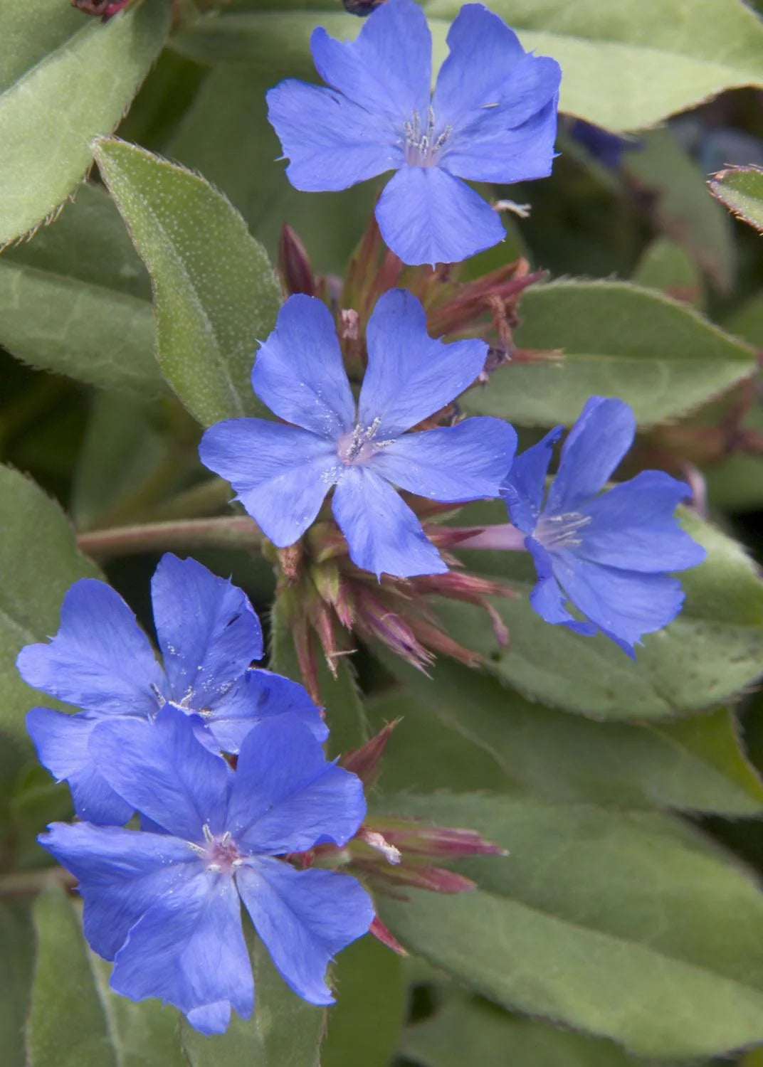 DWARF PLUMBAGO 1gal