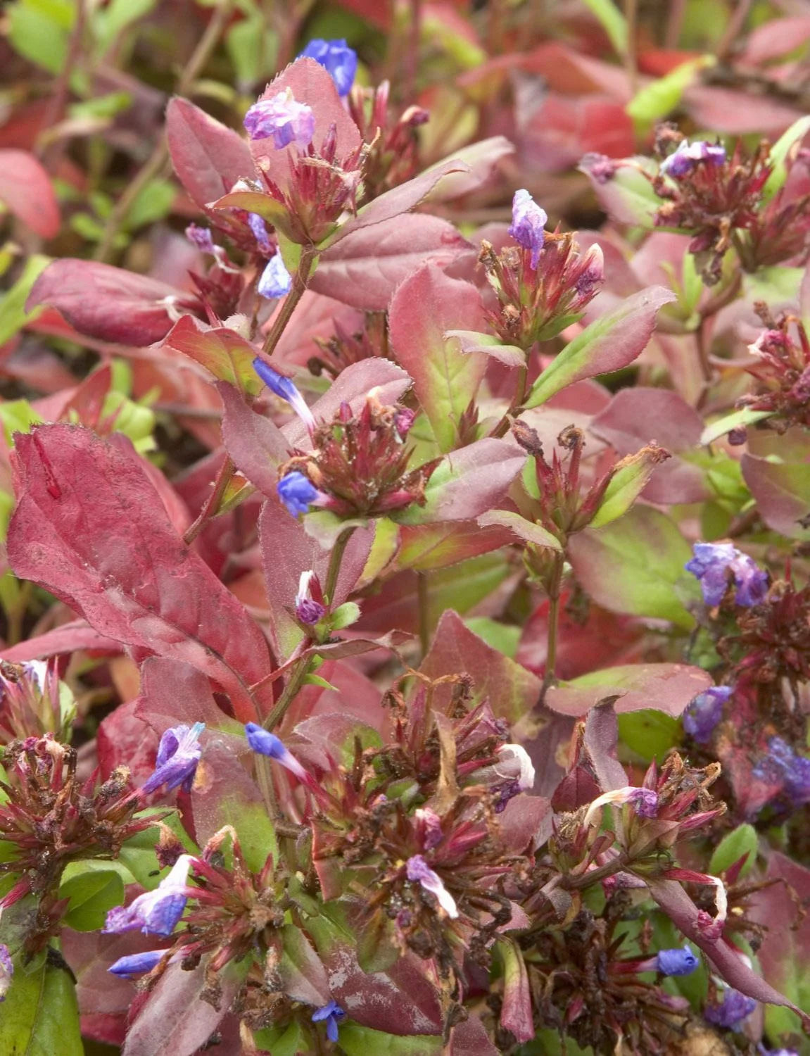 DWARF PLUMBAGO 1gal