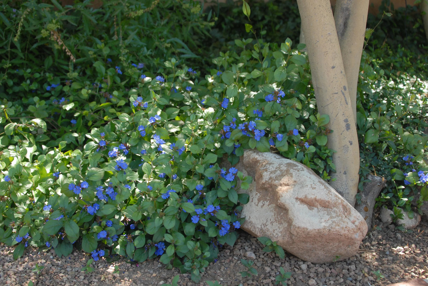 DWARF PLUMBAGO 1gal