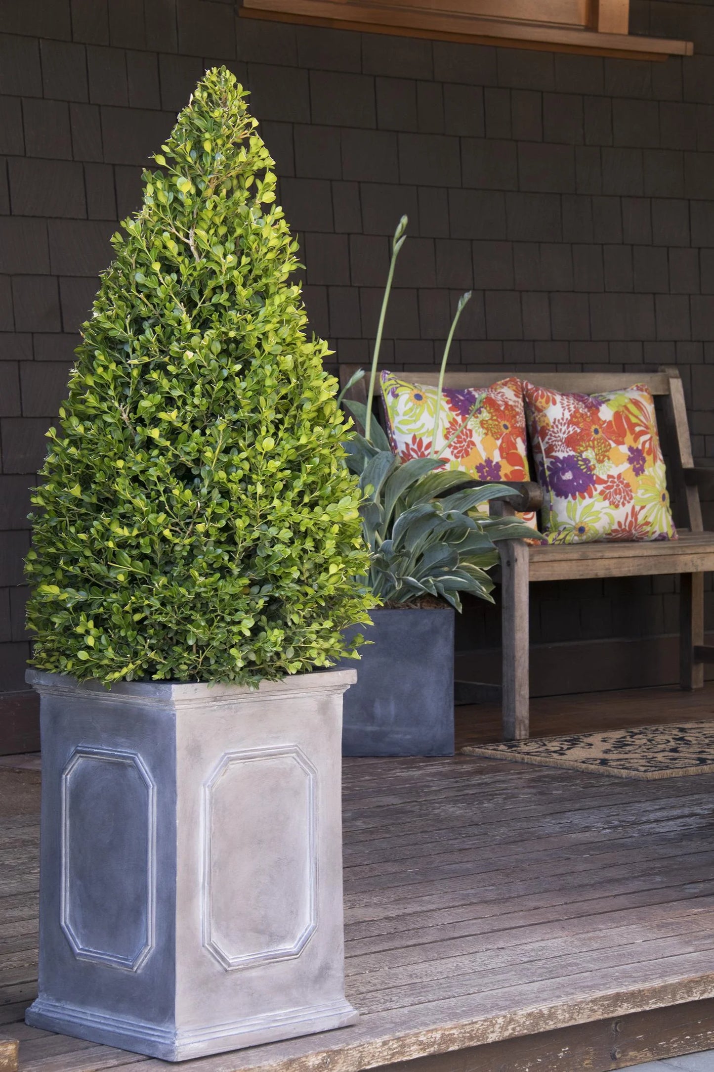 WINTER GEM BOXWOOD 5gal