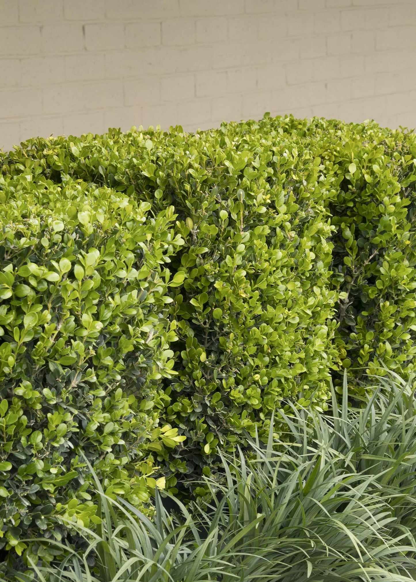 WINTER GEM BOXWOOD 5gal