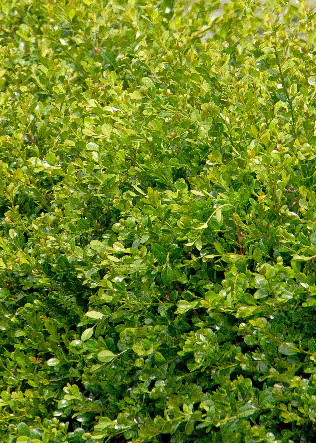 WINTER GEM BOXWOOD 3gal