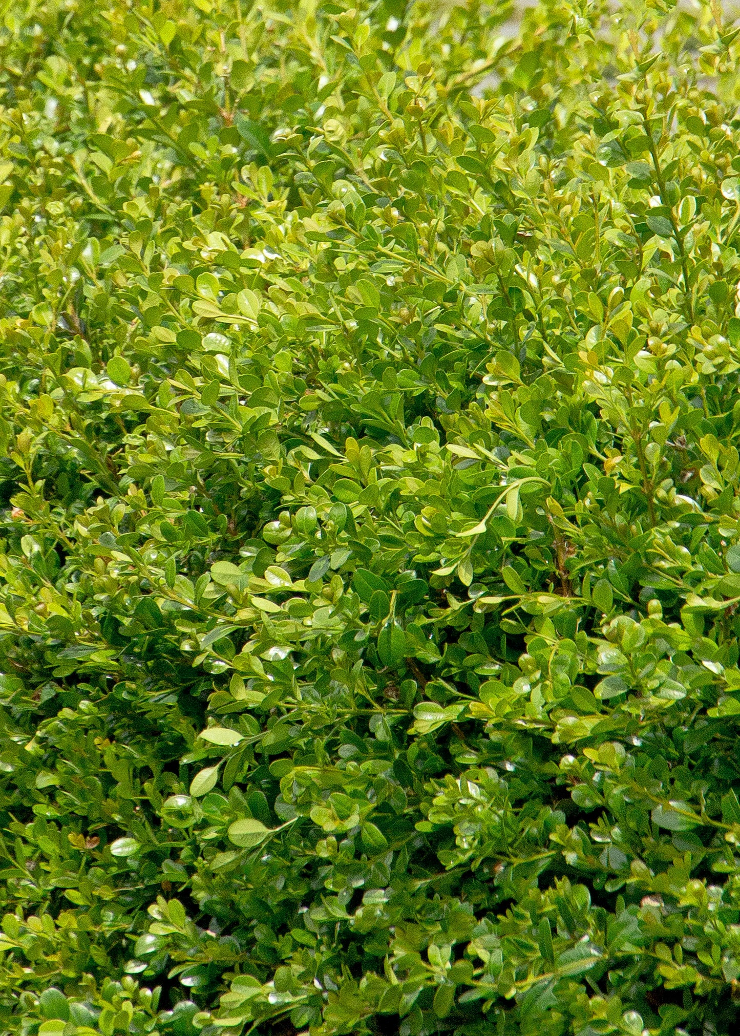WINTER GEM BOXWOOD 5gal