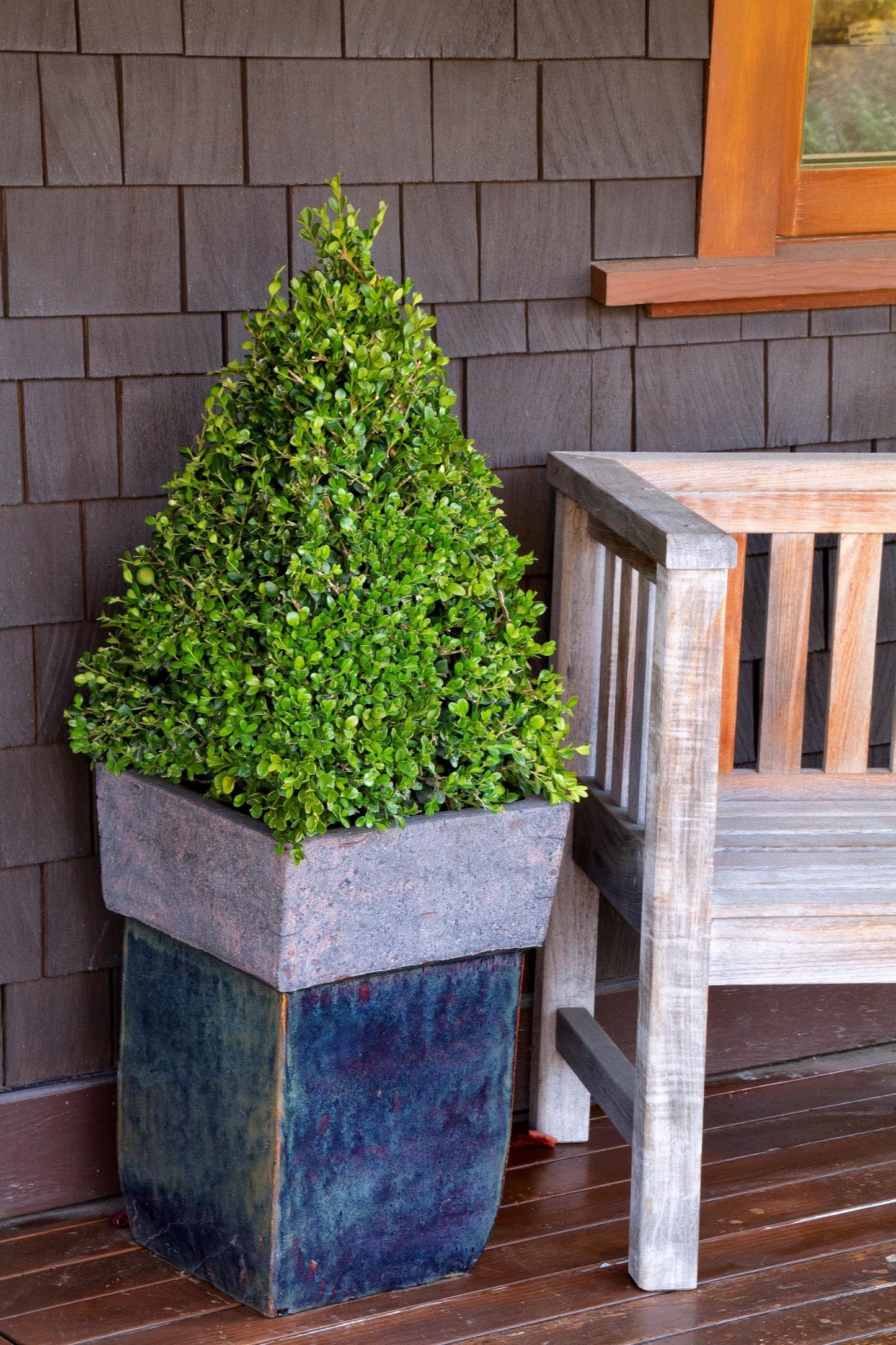 WINTER GEM BOXWOOD 5gal
